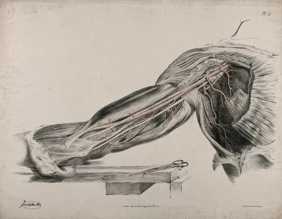 The circulatory system: dissection of the upper arm, shoulder and armpit, with arteries and blood vessels indicated in red