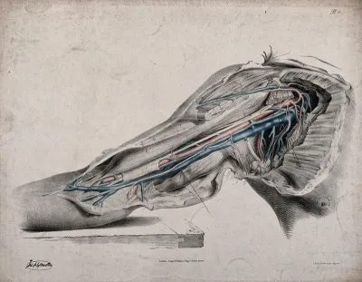 The circulatory system: dissection of the upper arm, shoulder and armpit, with arteries, blood vessels and veins indicated in red and blue