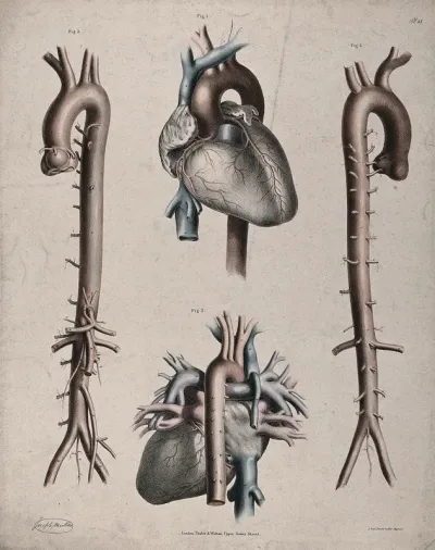 The circulatory system: dissection showing the heart and aorta, with arteries and veins indicated in red and blue