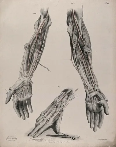 The circulatory system: dissections of the arm and hand, with the arteries indicated in red and surgical instruments shown below