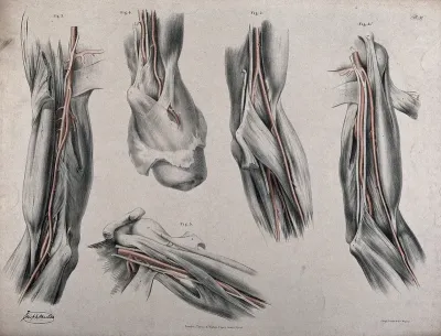 The circulatory system: dissections of the arm and shoulder, with arteries and blood vessels indicated in red