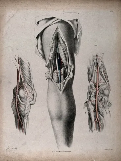 The circulatory system: dissections of the back of the leg, with arteries and veins indicated in red and blue
