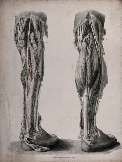 The circulatory system: dissections of the back of the lower leg, with arteries and veins indicated in red and blue
