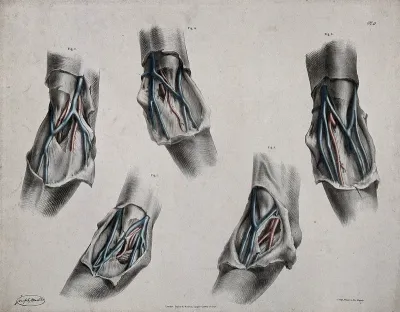 The circulatory system: dissections of the elbow, with arteries, blood vessels and veins indicated in red and blue