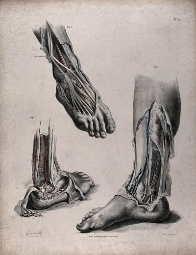 The circulatory system: dissections of the foot, lower leg and ankle, with arteries and veins indicated in red and blue