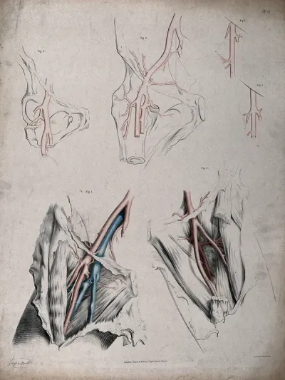 The circulatory system: dissections of the groin, thigh and hip, with the arteries and veins indicated in red and blue