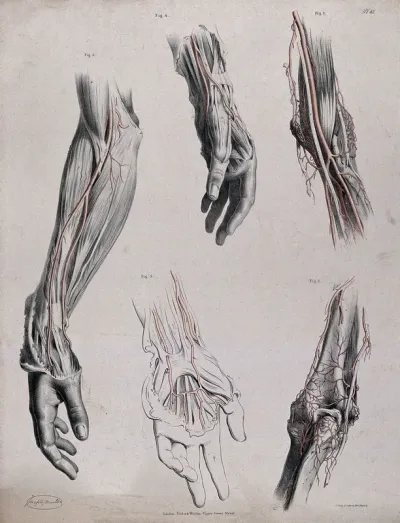 The circulatory system: dissections of the hand, elbow and arm, with arteries and blood vessels indicated in red