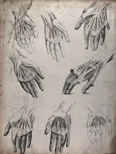 The circulatory system: dissections of the hand, with the arteries indicated in red