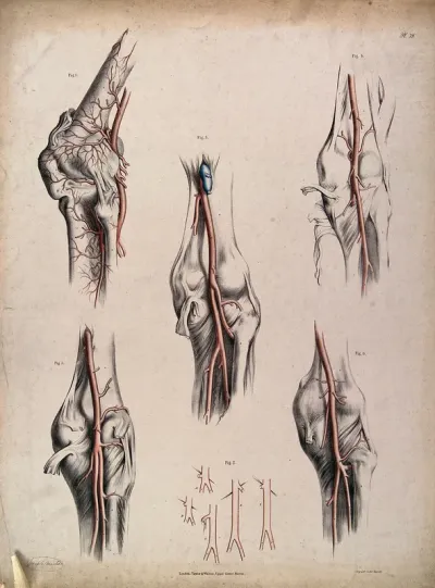 The circulatory system: dissections of the knee joint, with arteries and veins indicated in red and blue
