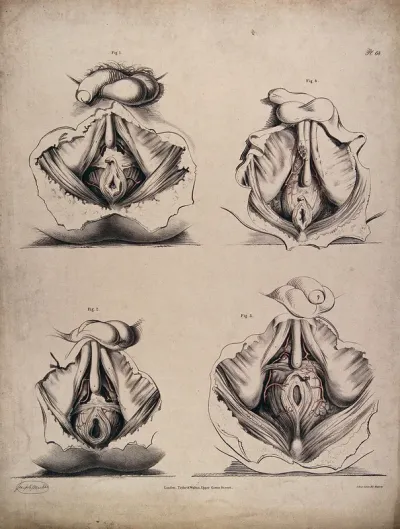 The circulatory system: dissections of the male reproductive system and anal area, with the arteries (?) indicated in red