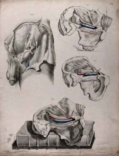 The circulatory system: dissections of the male reproductive system and pelvic bone, with the arteries and veins indicated in red and blue