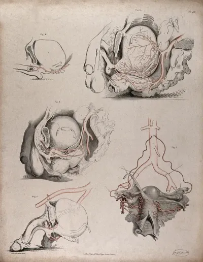 The circulatory system: dissections of the male reproductive system, with the arteries (?) indicated in red