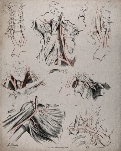 The circulatory system: dissections of the neck and shoulder, with arteries and blood vessels indicated in red