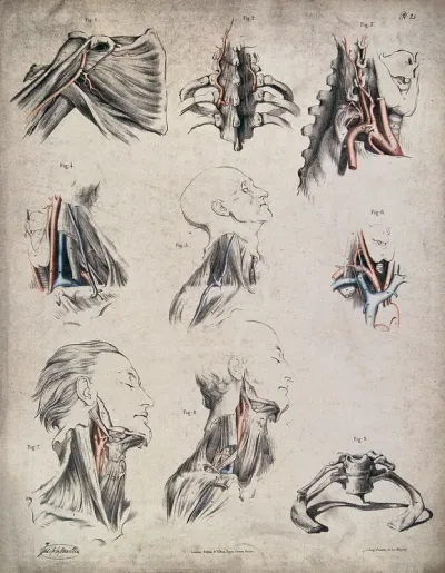 The circulatory system: dissections of the neck and shoulder, with arteries, blood vessels and veins indicated in red and blue