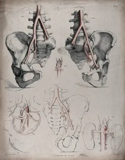 The circulatory system: dissections of the pelvic bones and diagrams showing the kidneys and intestines, with the arteries and veins indicated in red and blue