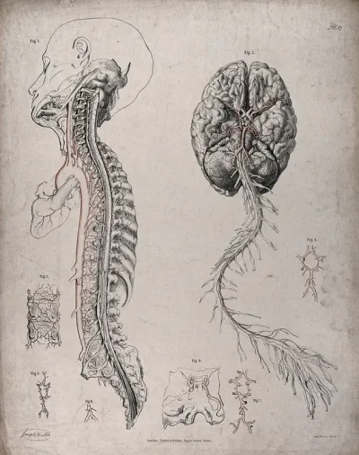 The circulatory system: dissections of the spinal column and the underside of the brain, with arteries and blood vessels indicated in red