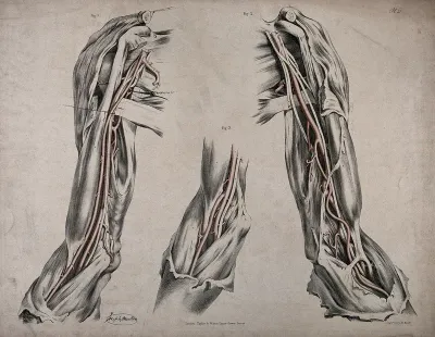 The circulatory system: dissections of the upper arm, shoulder and elbow, with arteries and blood vessels indicated in red