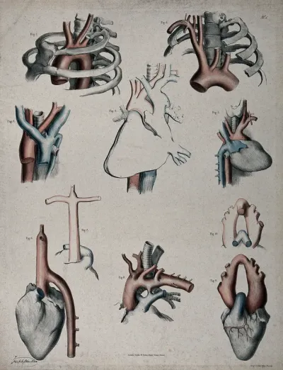 The circulatory system: dissections showing the aorta, arteries, veins and heart, with arteries and veins indicated in red and blue