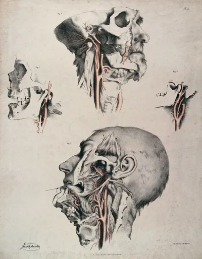 The circulatory system: four dissections of the male face, neck and skull, with arteries and blood vessels in red
