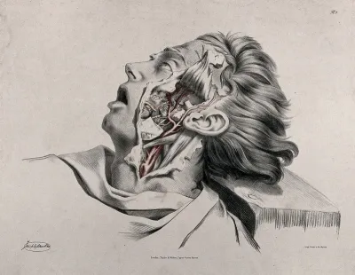 The circulatory system: partial dissection of the neck and face of a man, with arteries, blood vessels and nerves (?) indicated in red and yellow