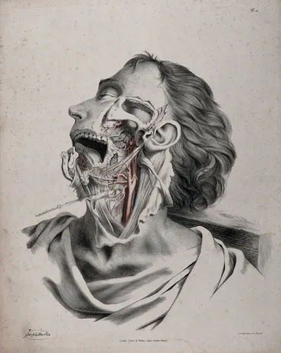 The circulatory system: partial dissection of the neck, jaw and face of a man, with arteries and blood vessels indicated in red