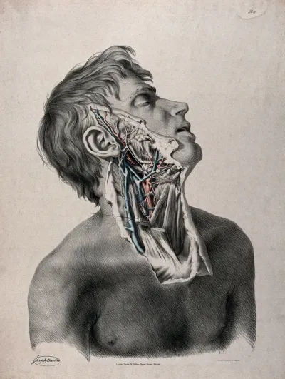 The circulatory system: partial dissection of the neck, jaw and face of a man, with arteries, blood vessels and veins indicated in red and blue