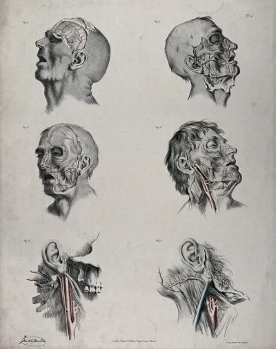 The circulatory system: six dissections of the male face and neck, with arteries, blood vessels and veins indicated in red and blue