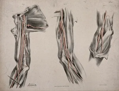 The circulatory system: three dissections of the arm, shoulder and elbow, with arteries and blood vessels indicated in red