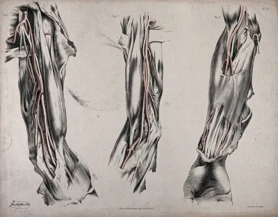 The circulatory system: three dissections of the arm, with arteries and blood vessels indicated in red