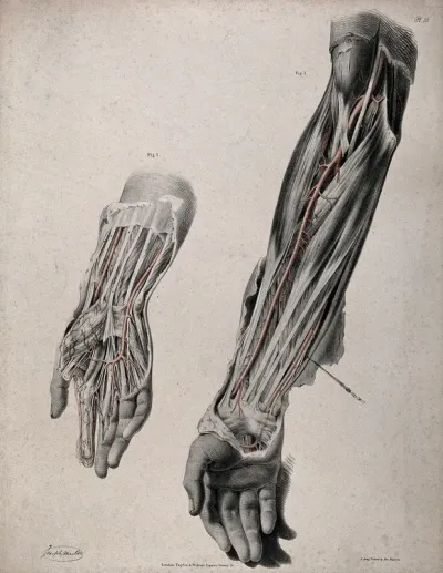 The circulatory system: two dissections of the arm and hand, with arteries and blood vessels indicated in red