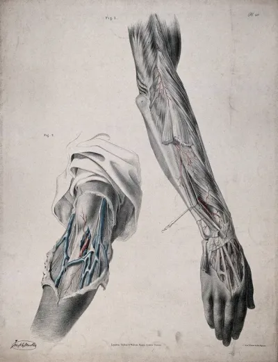 The circulatory system: two dissections of the arm and the hand, with arteries, blood vessels and veins indicated in red and blue