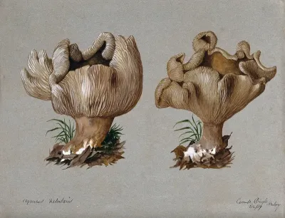 The clouded agaric fungus (Clitocybe nebularis): two fruiting bodies