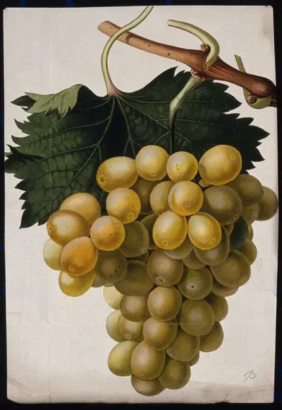 The Common Hall Muscat grape (Vitis vinifera cv.): fruiting branch