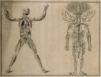 The course of the veins and the arteries through the body (Table IV), after Eustachius; the arterial system (Table V), after Cowper in Drake