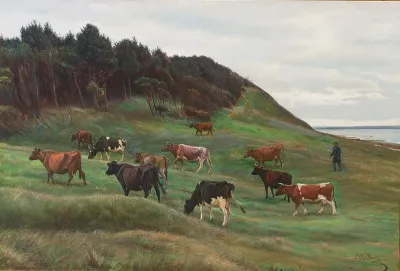 The cows are taken home.