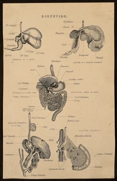 The digestive system: five figures, including the stomach of a sheep, the stomach, liver and intestinal canal of man, the digestive apparatus of a fowl and the lacteal vessels