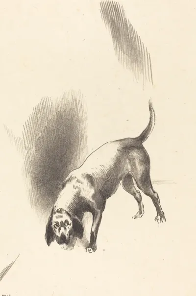The Dog