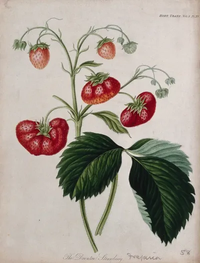 The Downton strawberry plant (Fragaria cv.): fruiting stem and leaf