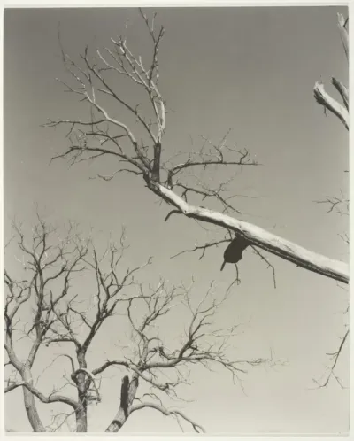 The Dying Chestnut Tree—My Teacher