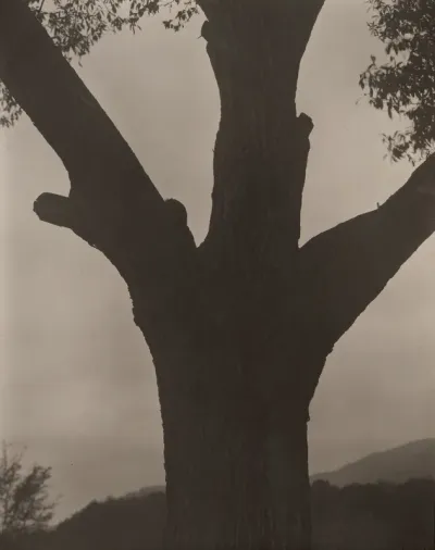 The Dying Chestnut