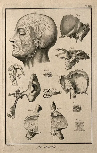 The ear and the temple after Duverney, Valsalva and Ruysch