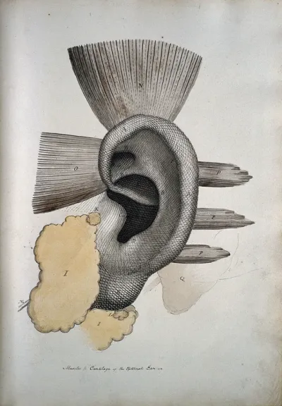 The ear: muscles and cartailage