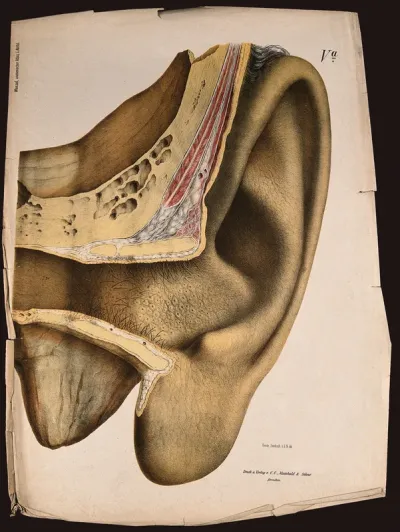 The ear: section showing the external structure