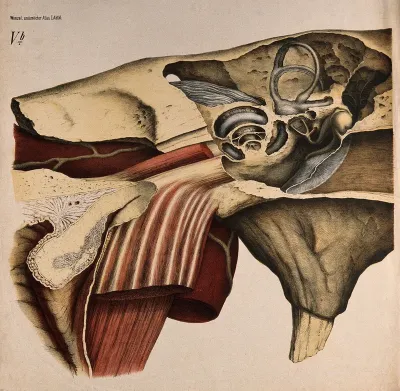 The ear: section showing the internal structure