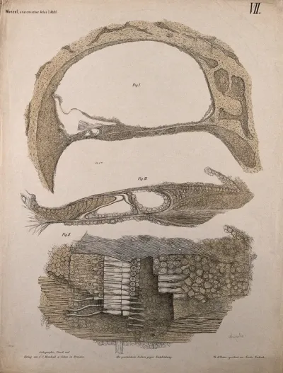 The ear: three diagrams showing the microscopic structure of ampulla of the semicircular canals