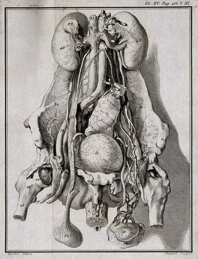 The entrails of a horse (?), showing kidneys and bladder