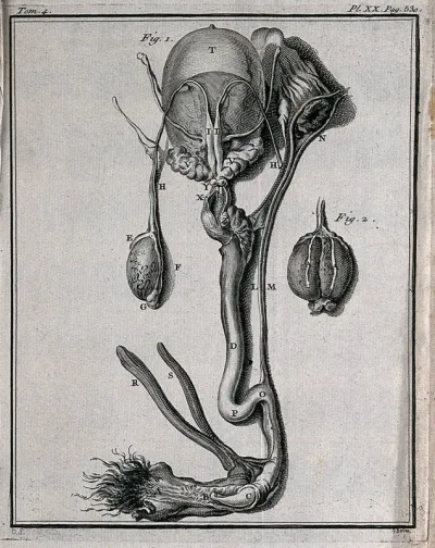 The entrails of a horse (?), showing the bladder