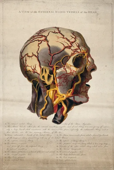 The external blood vessels of the head