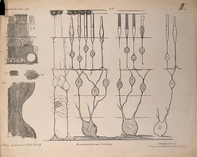 The eye: five diagrams showing the microscopic structure of the retina