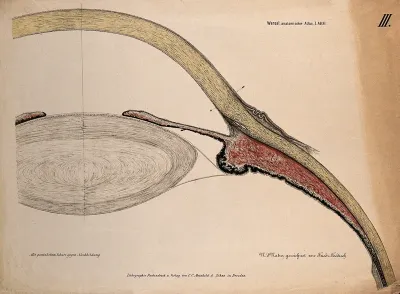 The eye: section of the ciliary body, cornea and lens